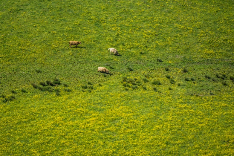 a herd of sheep grazes on the green pasture