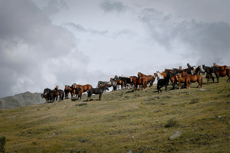 horses standing in line on grassy hill with stormy sky