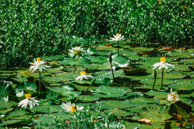 a pond with white flowers and green leaves