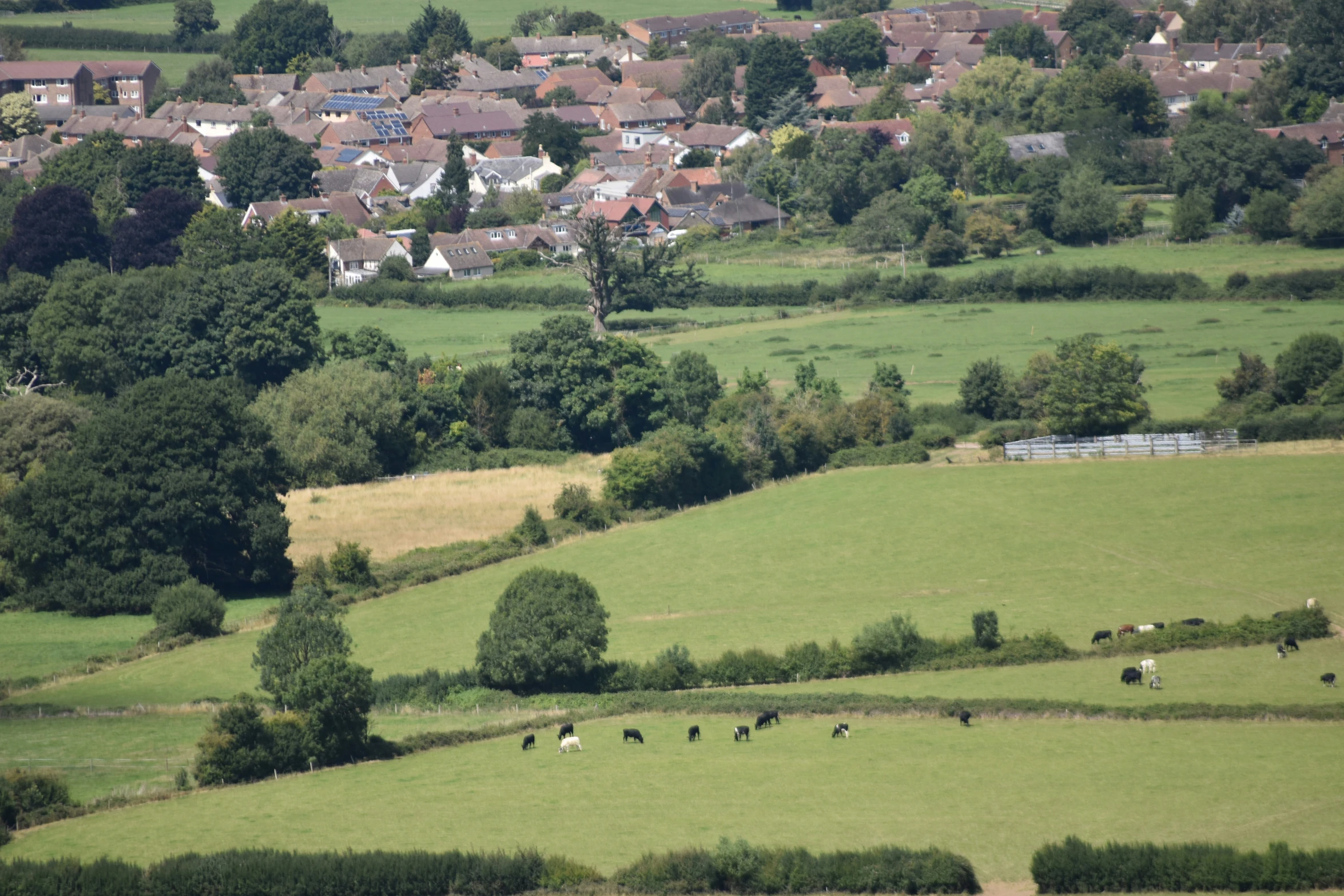 the cows are grazing in the green field