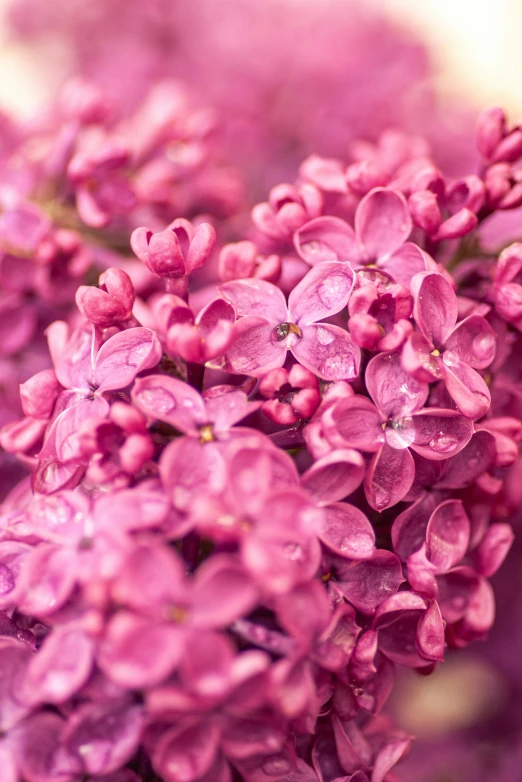 pink flowers that have fallen petals on them