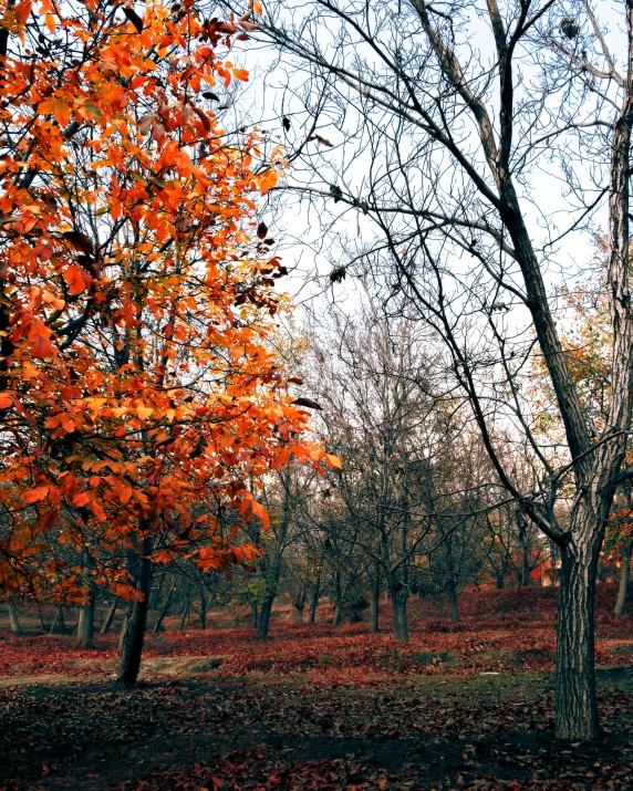 the leaves on the ground are orange in color