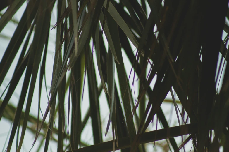 a bird perched on a palm tree nch