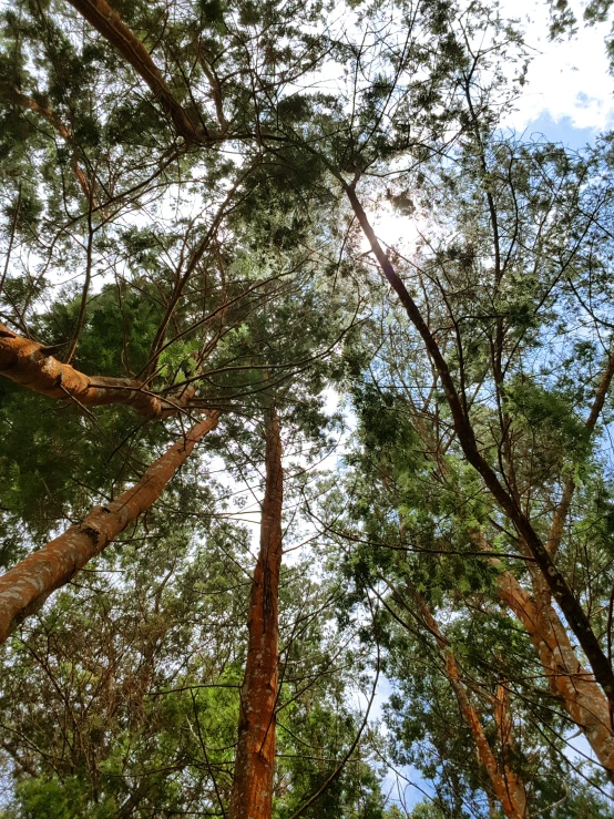 several tall tree's are growing together in the woods