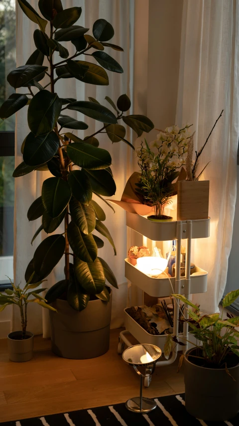 a green plant is next to a shelf with many potted plants