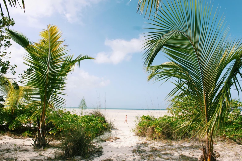 a large amount of trees on a beach