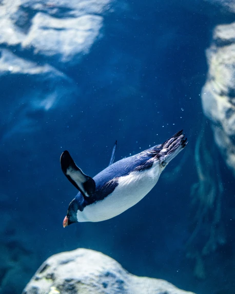 a penguin swimming in an ocean filled with ice