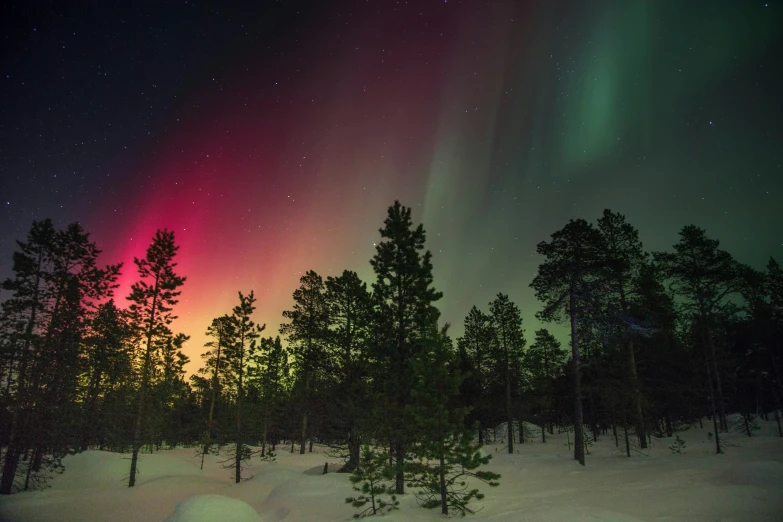 the northern lights glow red, white and blue over snow covered trees