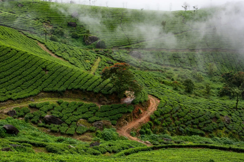 the tea bushes are green and lush on a mountain side