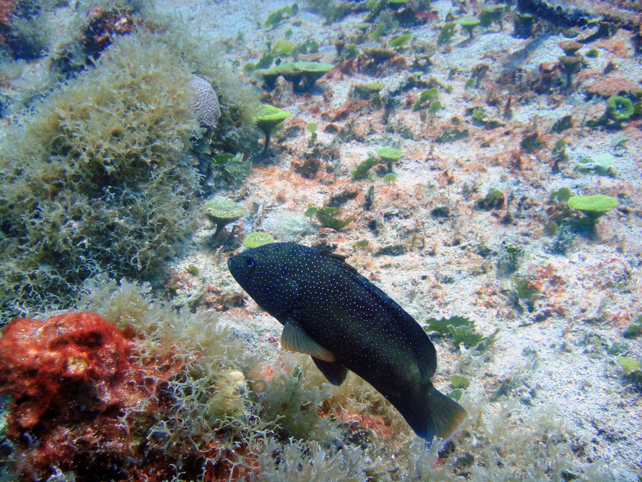 a black fish that is swimming by some sea sponge