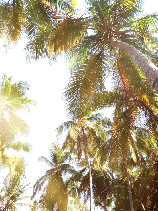 a bird perches on the top of palm trees