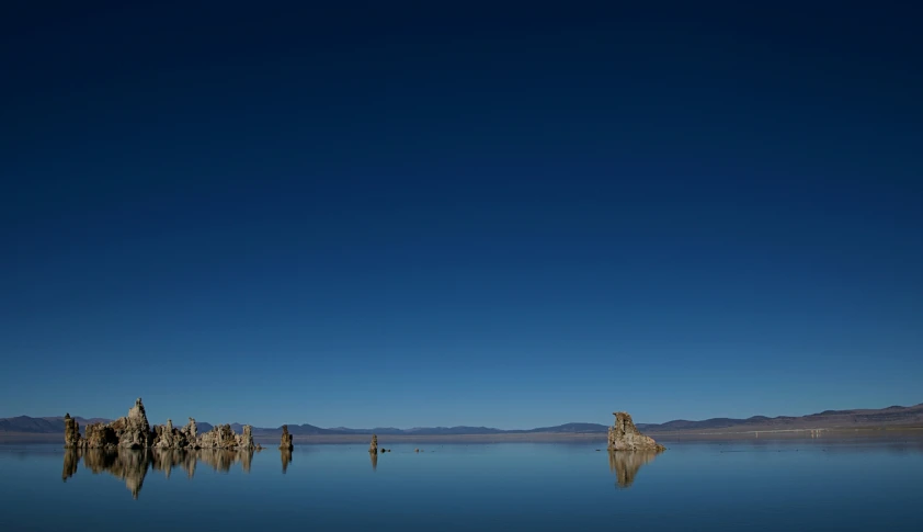 there are some water plants and blue sky