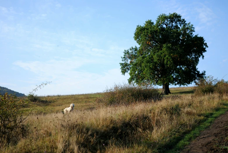 an animal walking on a lush green hillside