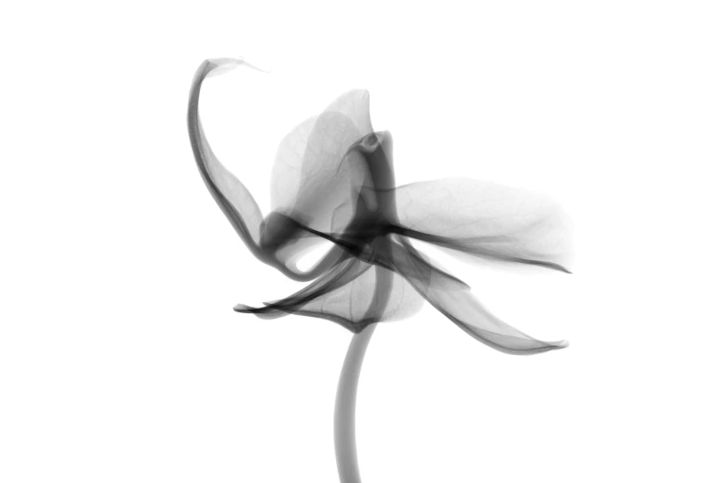 a black and white po of an antelope flower