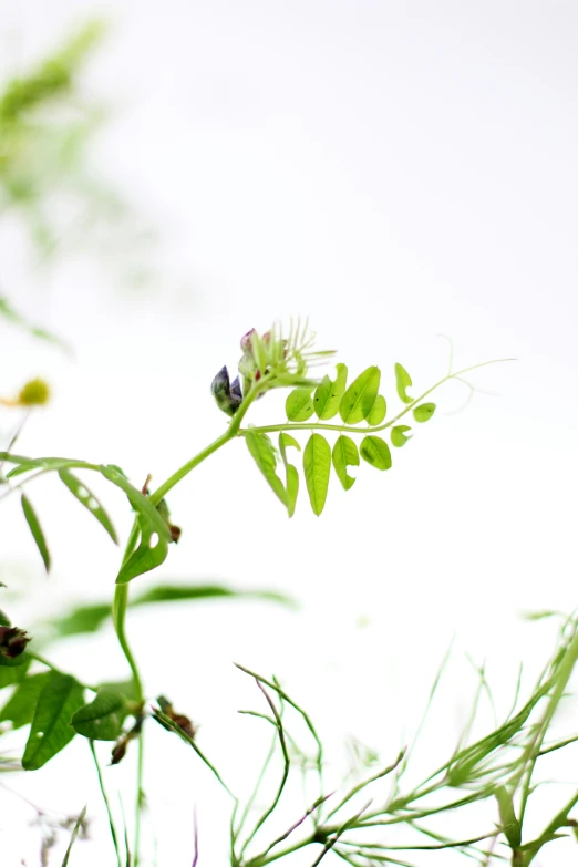 a flower that is blooming on a stem