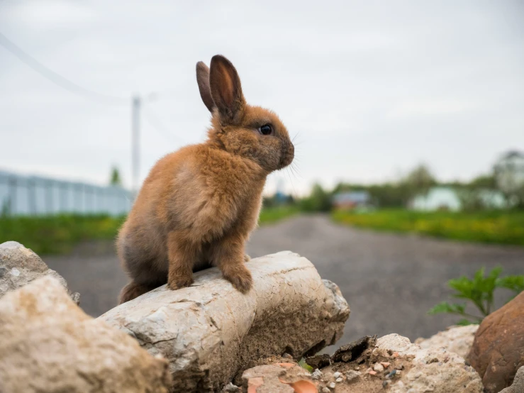 a small rabbit standing on top of some rocks