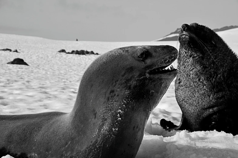 two sealoes sharing a snuggle on the snow