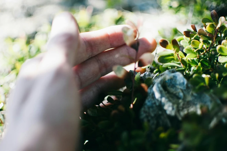 hand reaching for tiny bush with plants in field