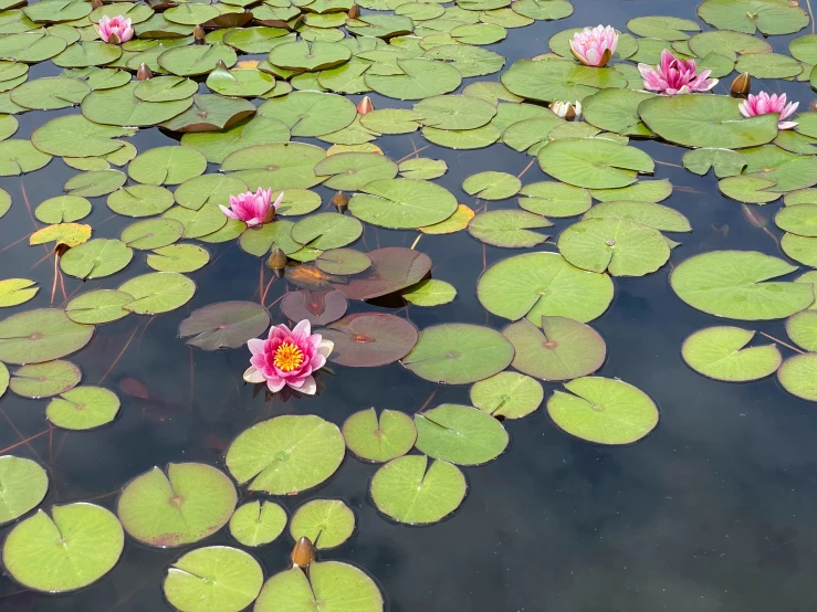 some leaves and waterlilies on top of the water