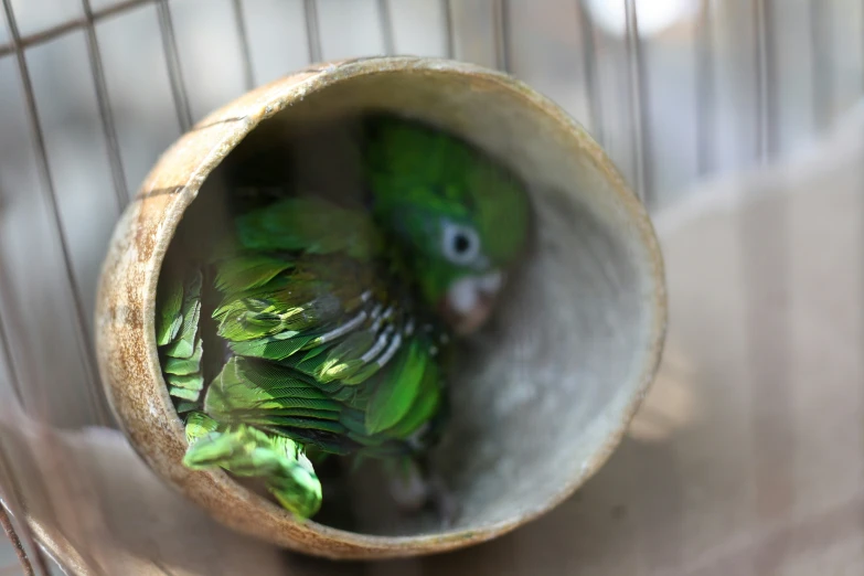 a pair of parakeets are sitting inside a cage