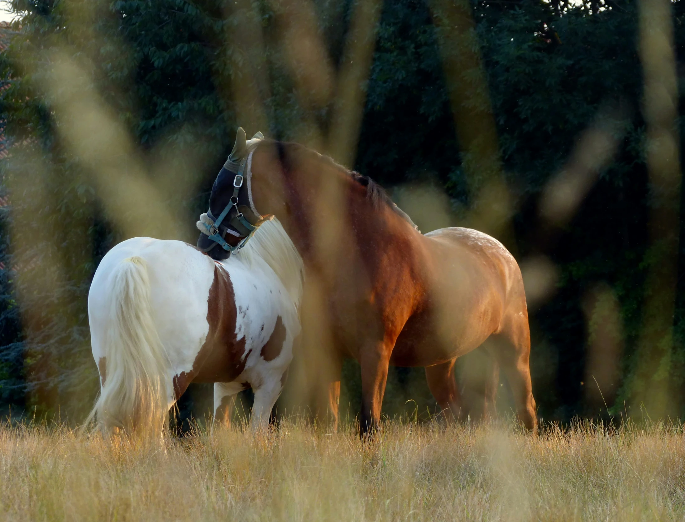 two horses stand in the middle of a field