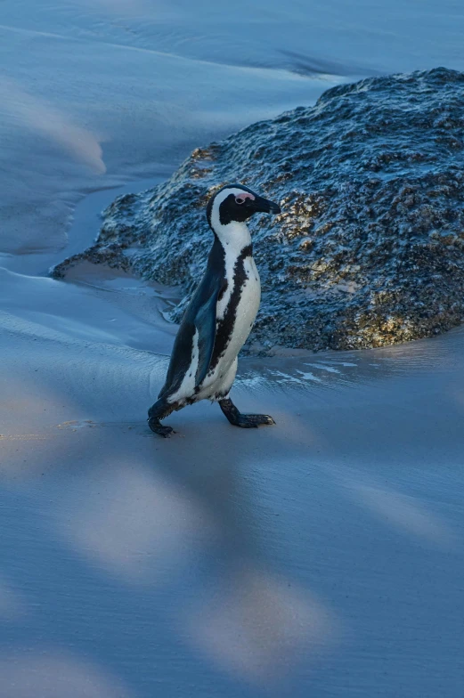 a small penguin with very long beak walking through some snow