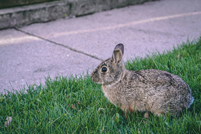 an adult rabbit is sitting in a grassy area