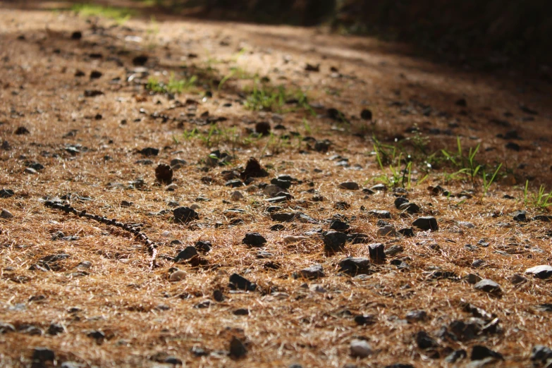 this is an image of a dirt field full of rocks