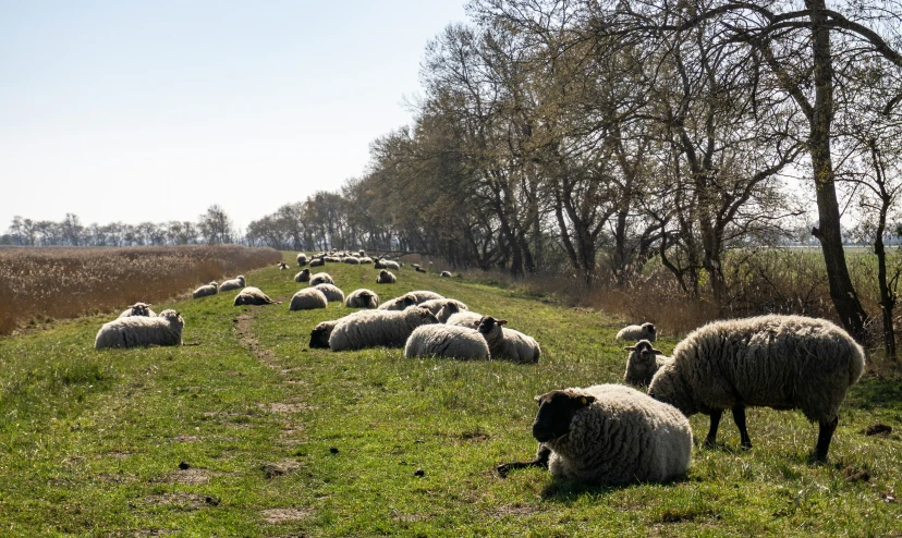 a flock of sheep sitting on top of a lush green hillside