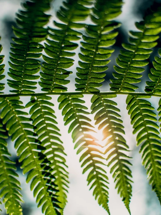 the light through some fern leaves shine brightly