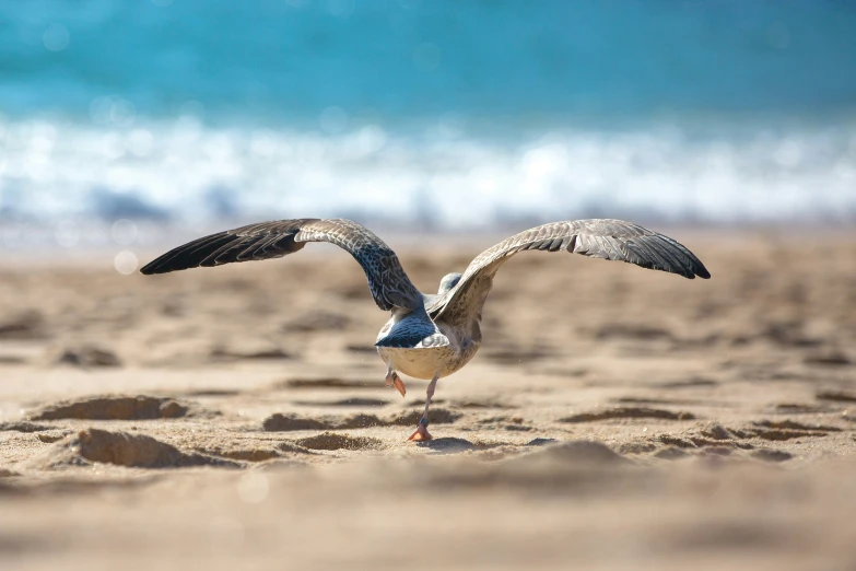 the bird is spreading his wings on the beach