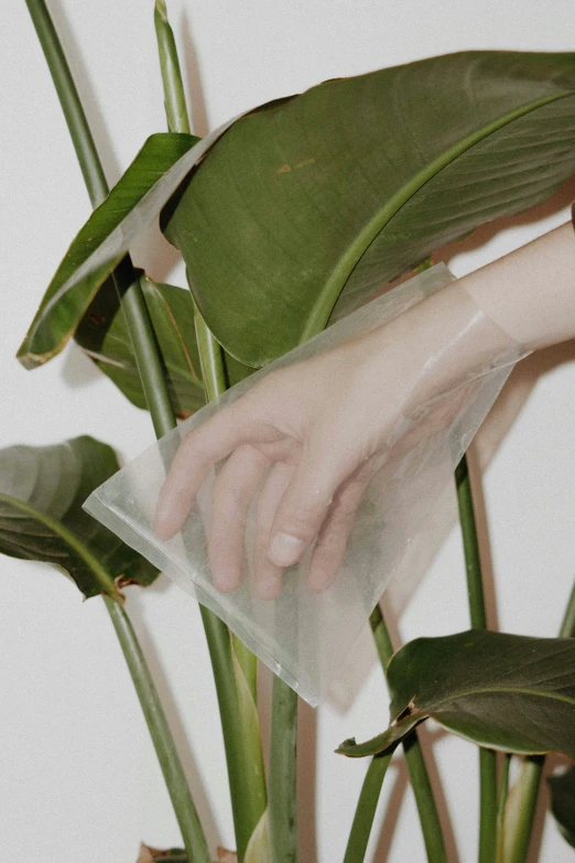 a close up of a person holding soing from a plastic bag over a plant