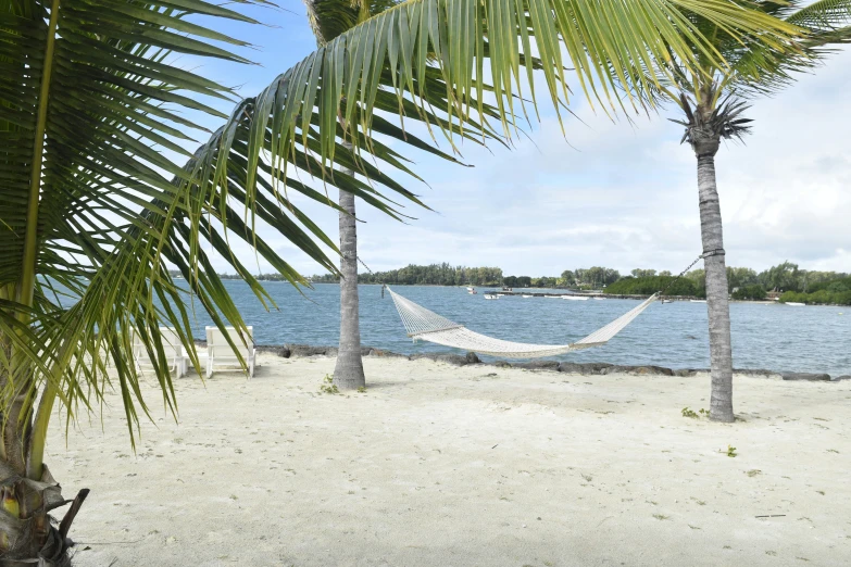 a hammock strung between two palm trees and a body of water