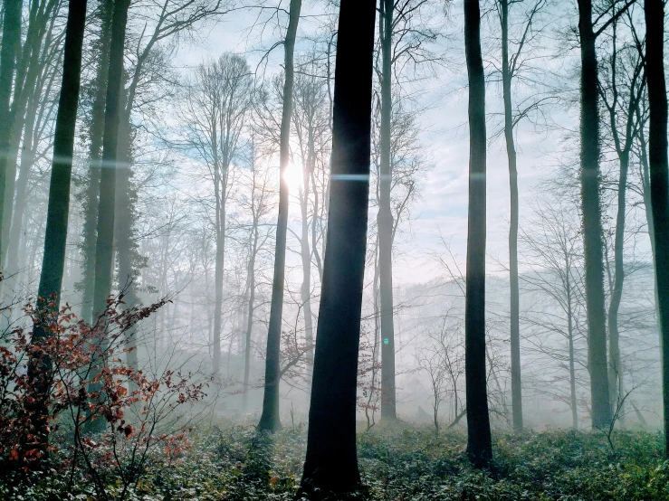 the sun peeking through the trees in a foggy area