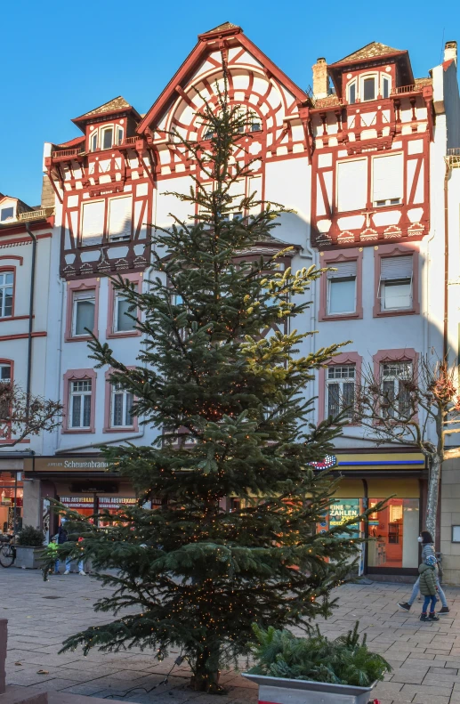 an evergreen tree and the street in front of a large building