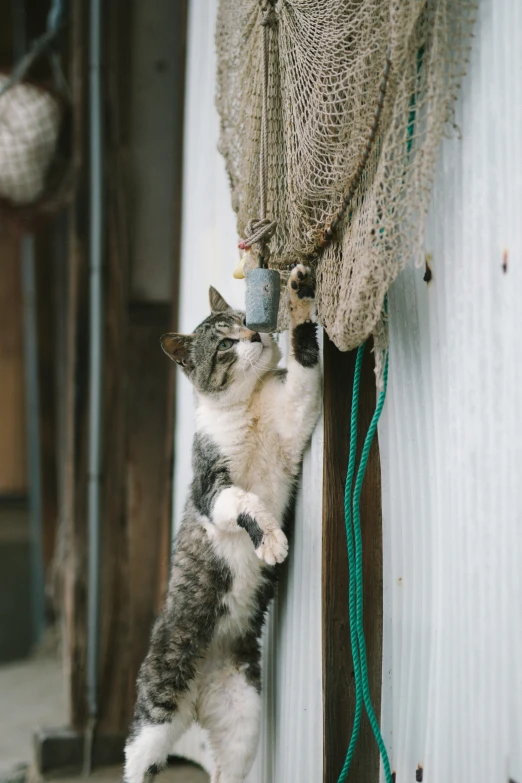 a cat eating out of a string attached to the side of a wall