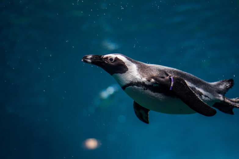 the swimming penguin is looking up into the air