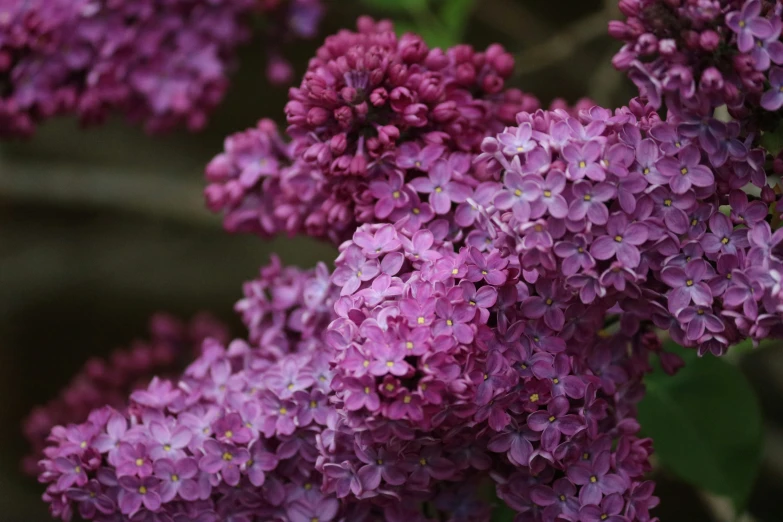 some pretty purple flowers on a plant