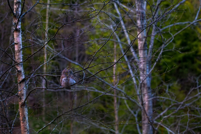 a small bird sitting on the tree nch