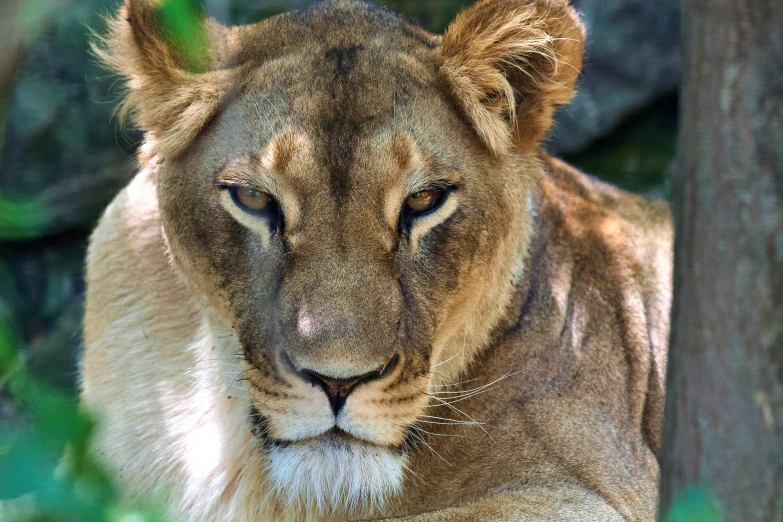 a close - up po of a young lion on display