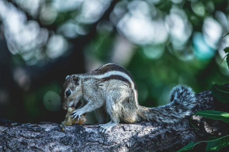 small squirrel perched on the trunk of a tree