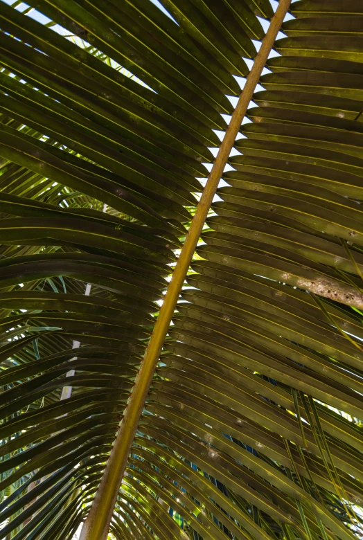 a banana leaf showing the leaf growth with the blue sky in the background