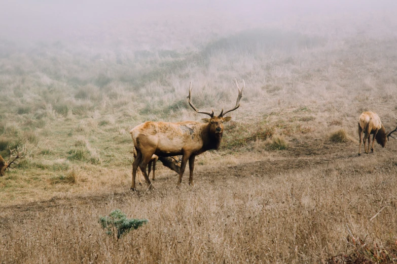 two elk are walking away from the camera and their antlers