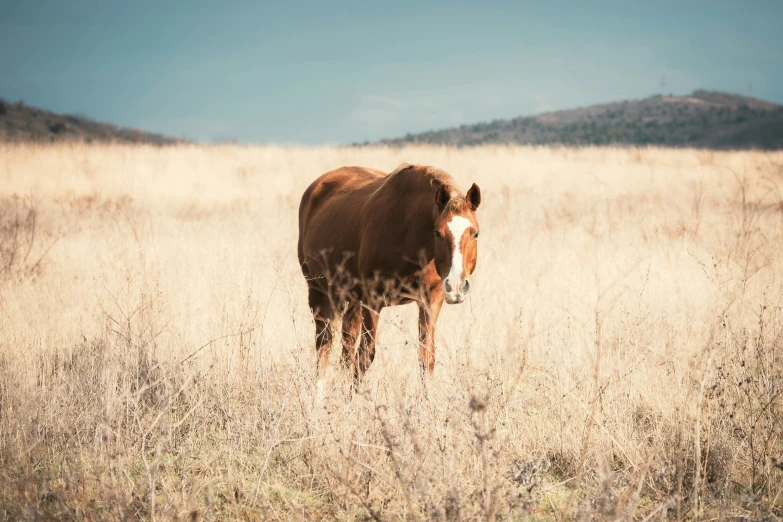 a tall brown horse standing in a dry grass field