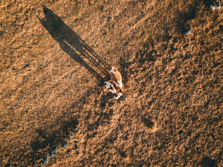aerial view of a person walking in a field