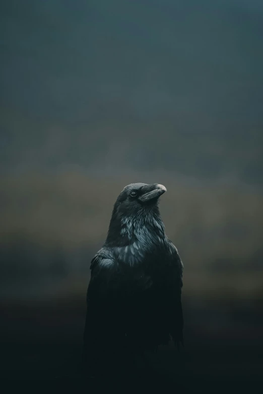 a black bird is sitting on top of the rock