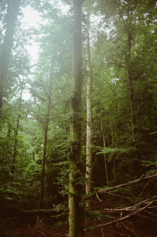 tall, slender trees stand in the center of the forest