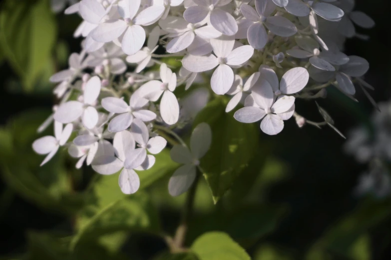 the flowers are close to one another on the green leaves