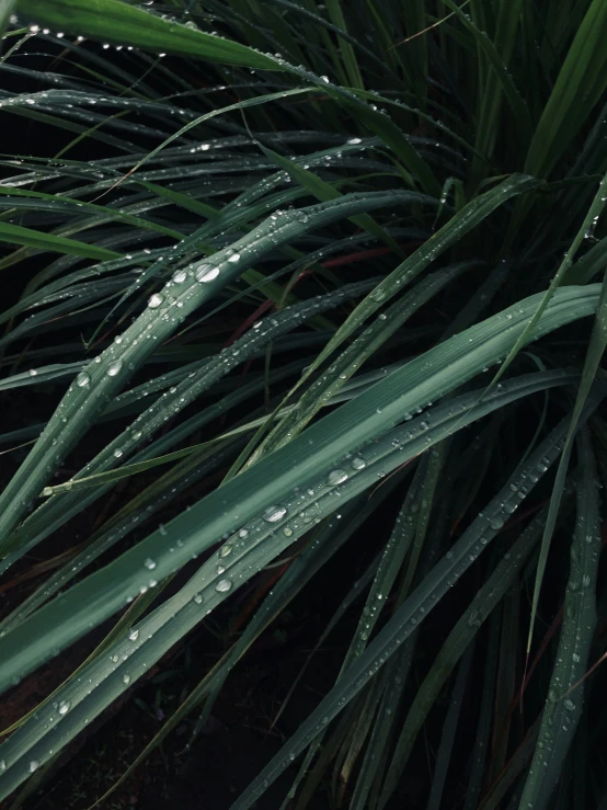 green and white foliage with water drops on it