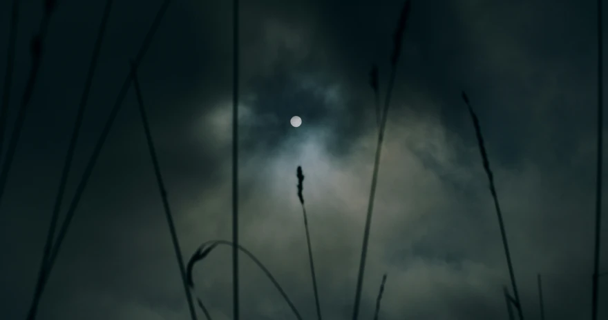 the sun peeking through some weeds in front of a cloudy sky